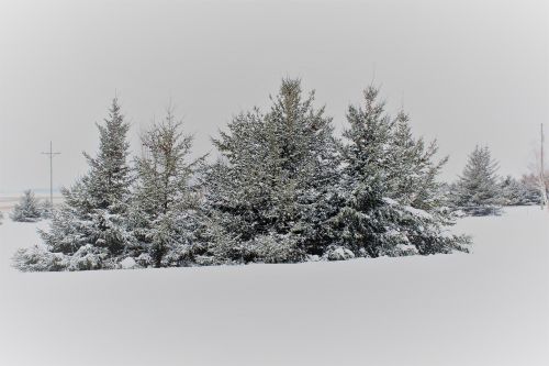 pine trees snow covered trees snow covered pine trees