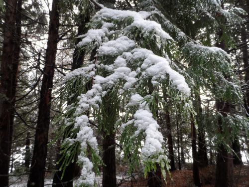 pine trees snow pine