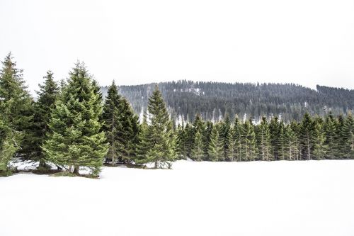 pine trees winter white