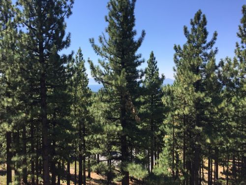 pine trees trees lake view