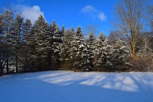 pine trees snow winter