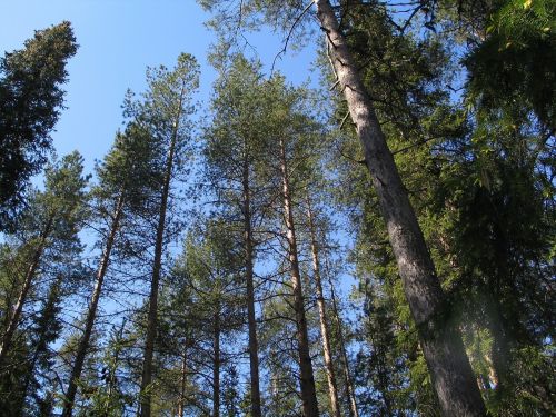 pine trees pine forest timber forest