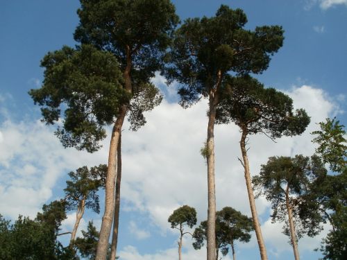 pine trees pinus sylvestris