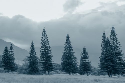 pine trees fog gray