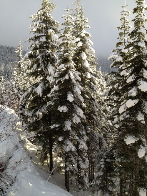 pine trees snow winter