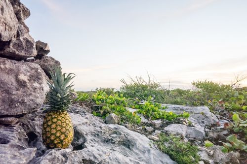 pineapple rocks fruit