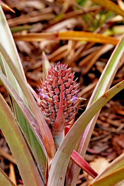 pineapple plant small