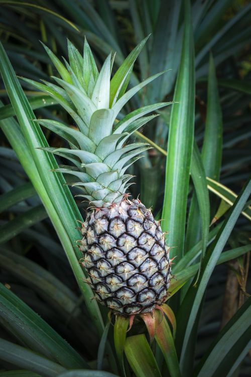 pineapple tropical fruit