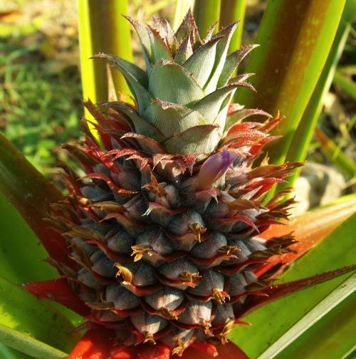 pineapple fruits outdoor
