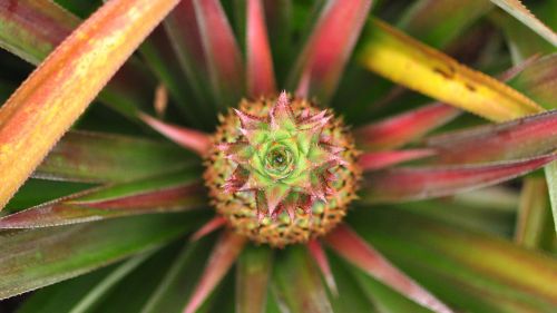 pineapple fruit food