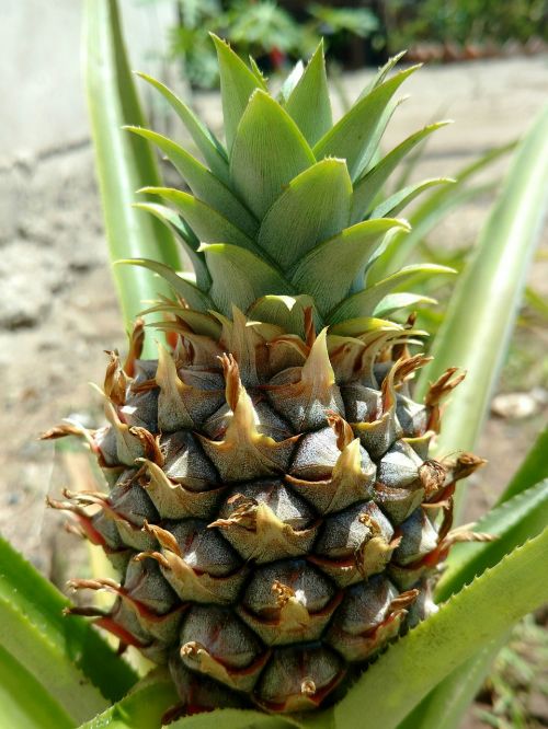 pineapple tropical fruit vegetable