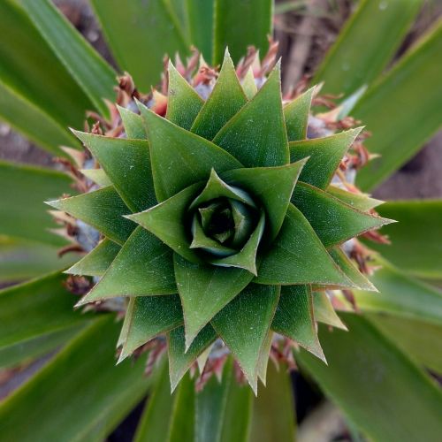 pineapple top view pineapple leaves