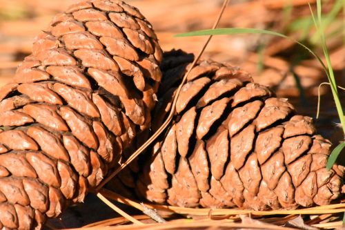 pineapple pine fruit nature