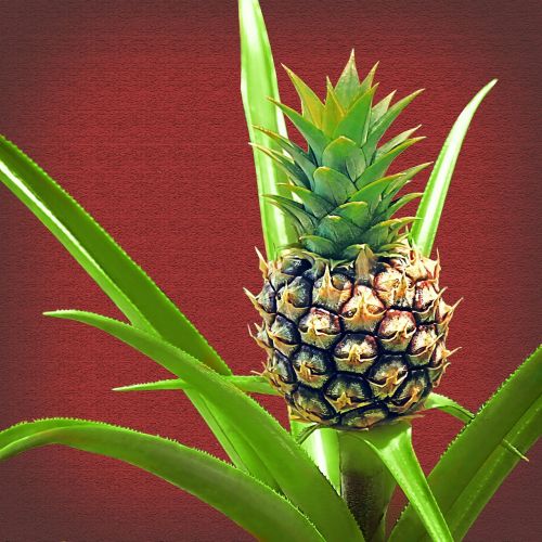 pineapple baby pineapple plant