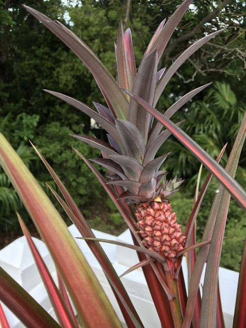 pineapple blossom nature