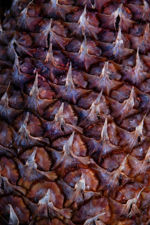 pineapple peel pattern