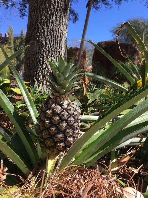 pineapple palm baby pineapple