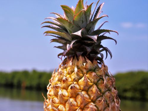 pineapple fruit bio
