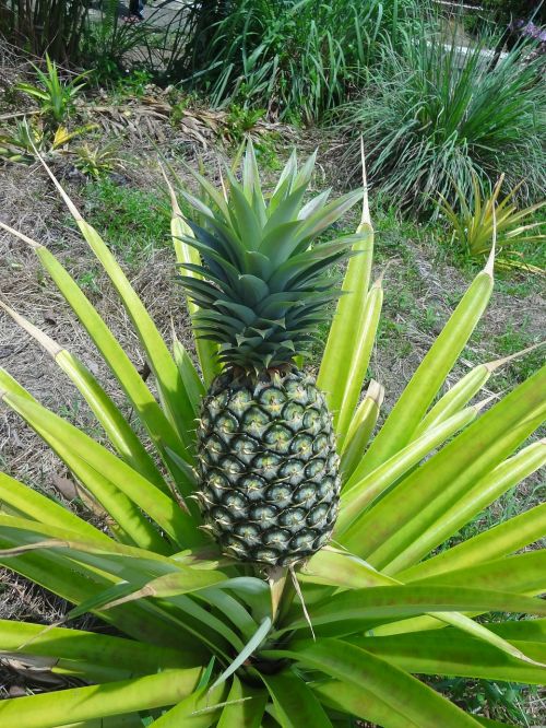 pineapple plant food
