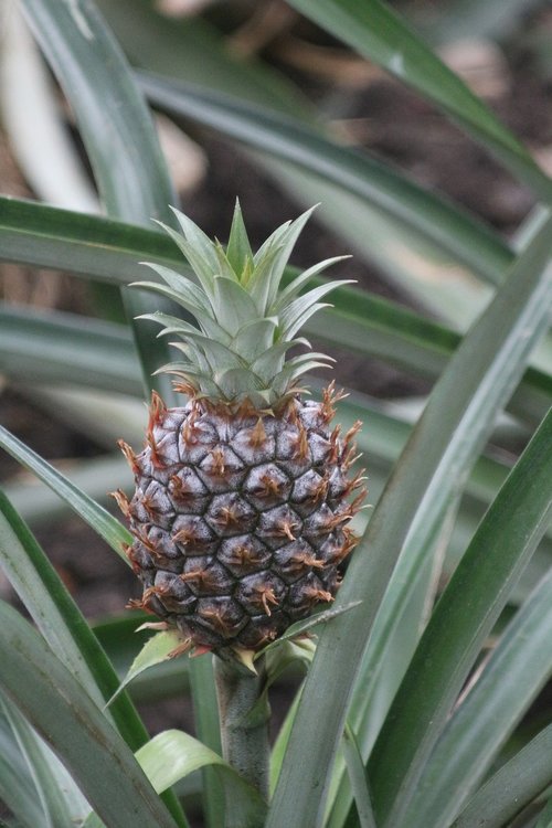 pineapple  plant  nature