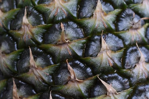 pineapple  fruit