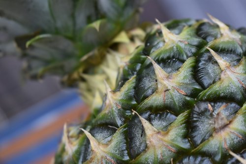 pineapple  fruit