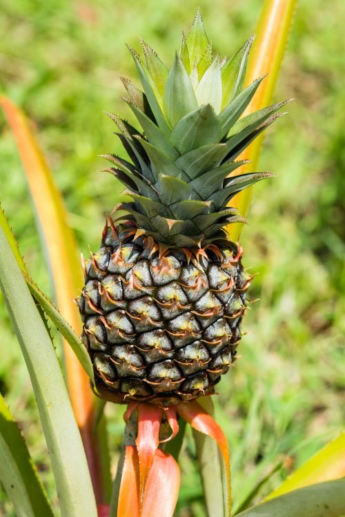pineapple fruit exotic