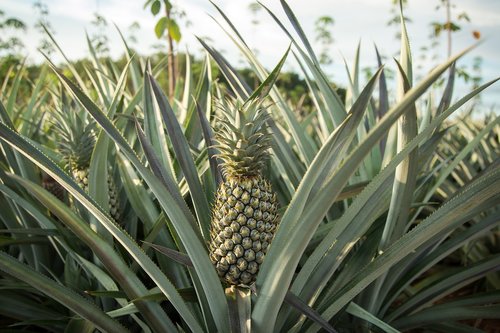 pineapple  farm  garden