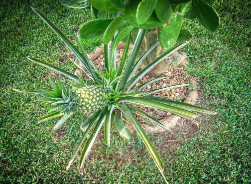 pineapple fruit tropical