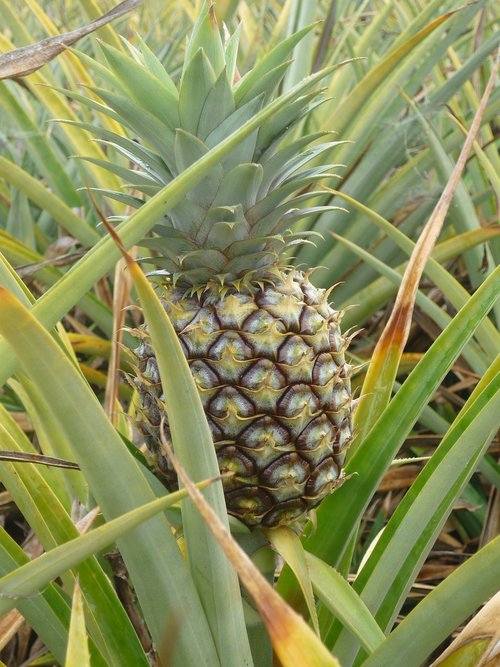 pineapple  pineapple field  pineapple farm