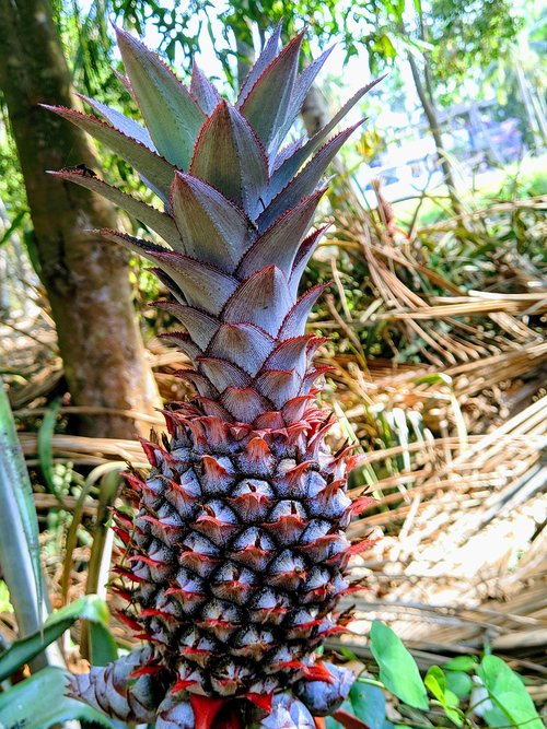 pineapple  fruits  natural