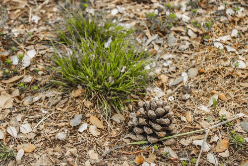 pineapple pine nuts pine fruit