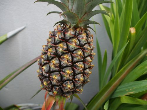 pineapple 鳳 pear potted plants