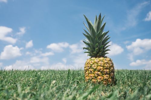 pineapple field hospitality