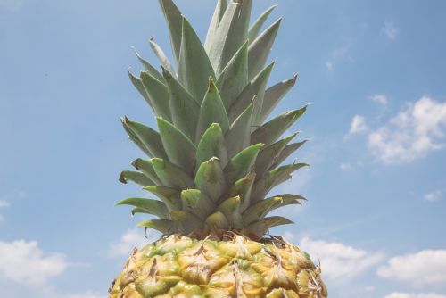 pineapple fruit tropical