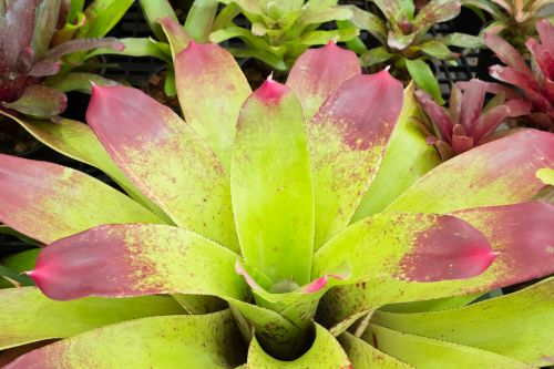 pineapple color flowers caladium