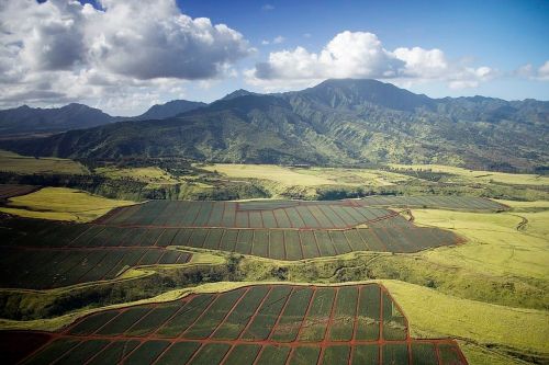 pineapple fields hawaii landscape