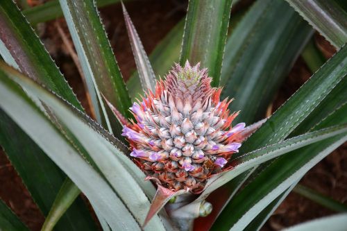 pineapple plant plant exotic