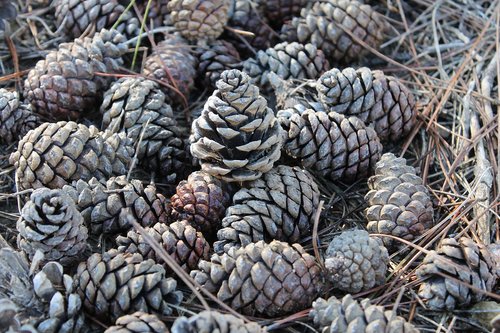 pineapples  detail  pine