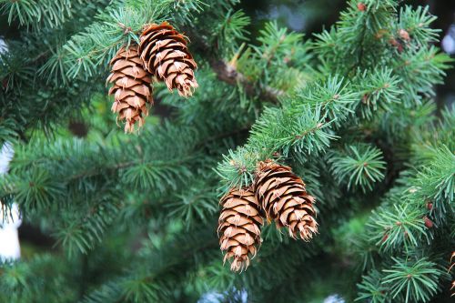 pinecone cones tree