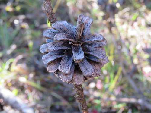 pinecone tree nature