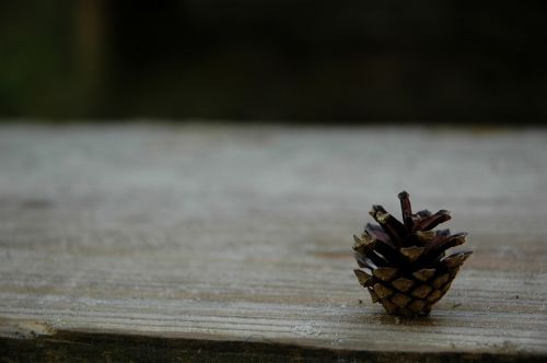 pinecone brown nature