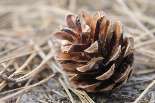 pinecone nature autumn