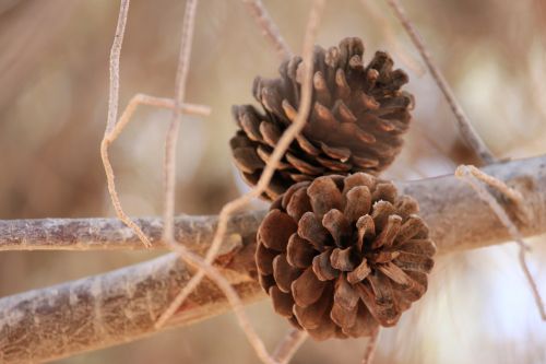 pinecone branch nature