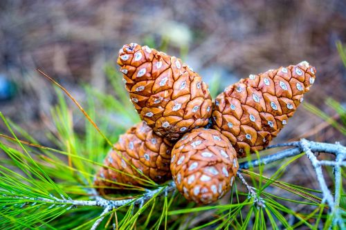 pinecone pine nature