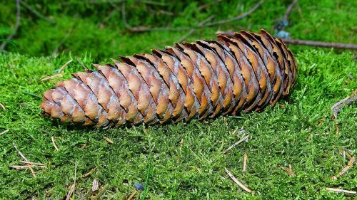 pinecone forest wood