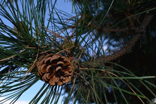 pinecone pine cone