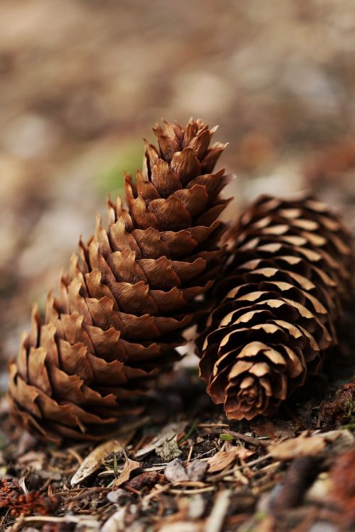 pinecone wood nature