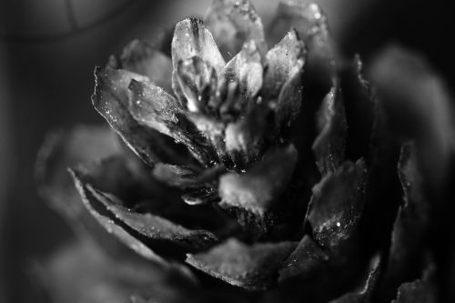 pinecone macro nature