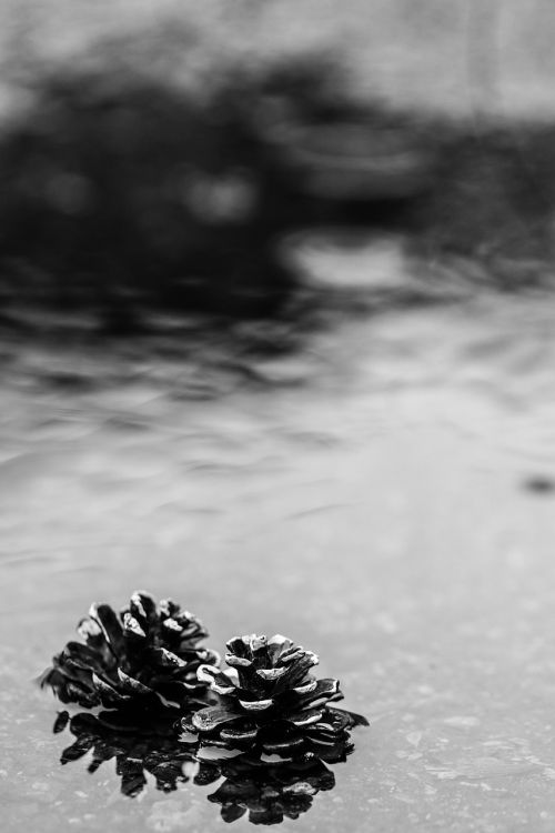 pinecone puddle rain